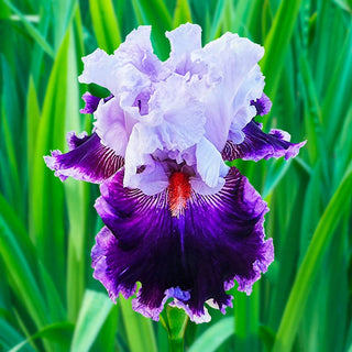 Daring Deception Bearded Iris Seeds